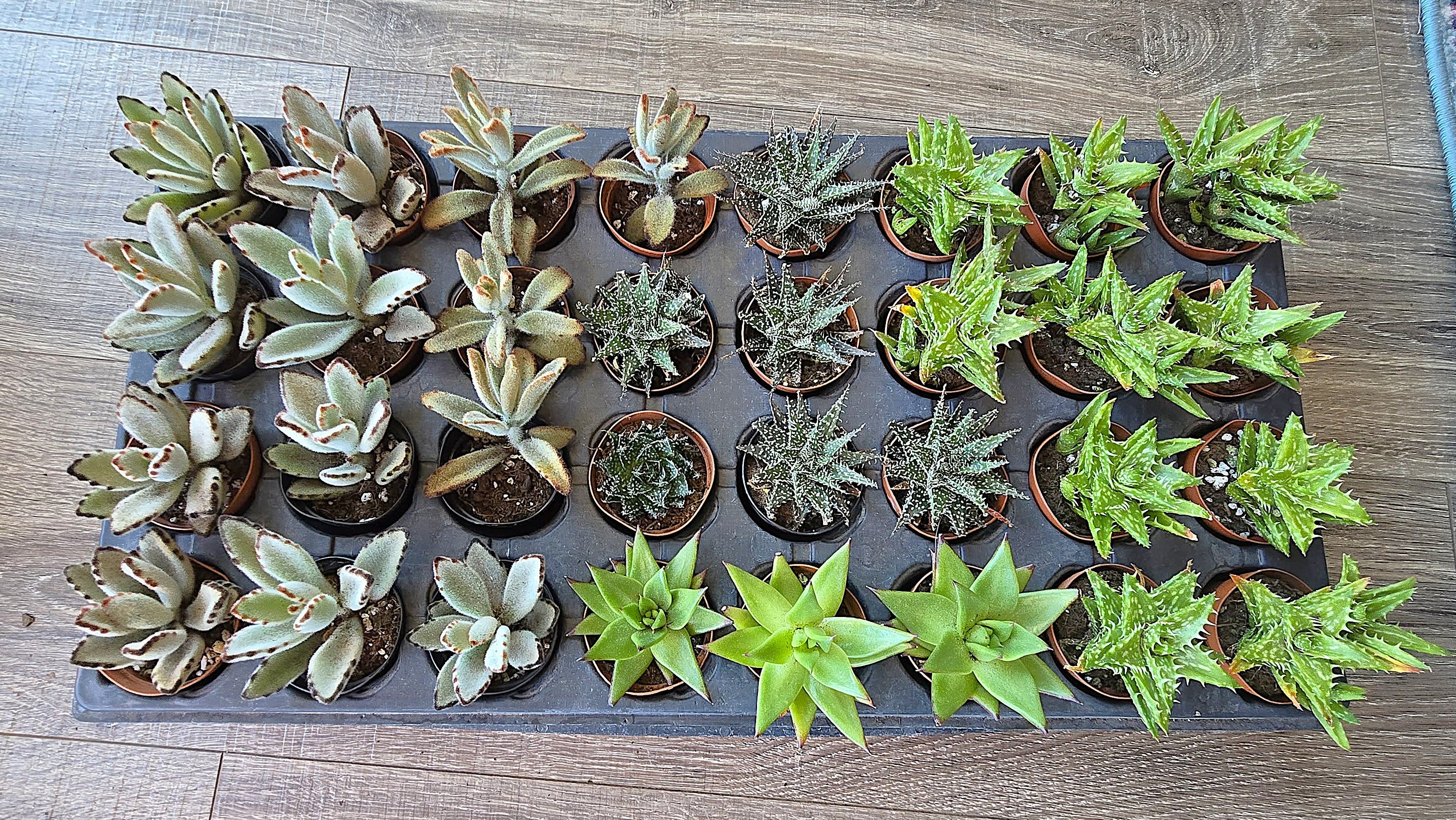 2 Inch Starter Succulents-Grower's Choice