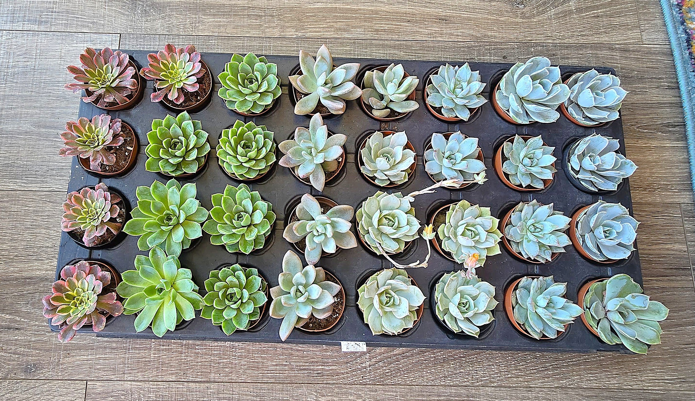 2 Inch Starter Succulents-Growner's Choice1