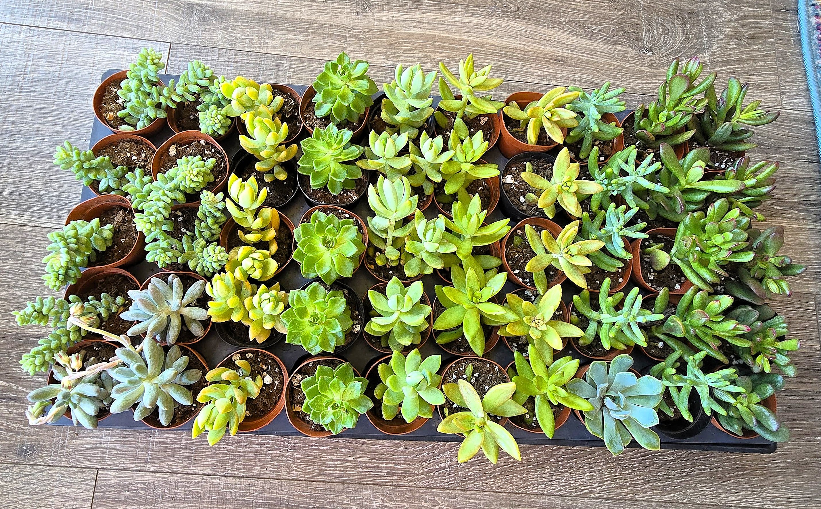 2 Inch Starter Succulents-Grower's Choice2